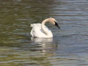 Swan